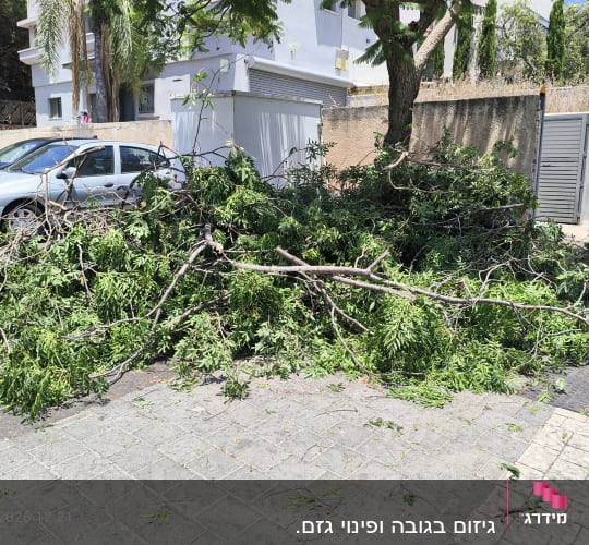 ענפים גזומים מונחים על המדרכה ליד עץ